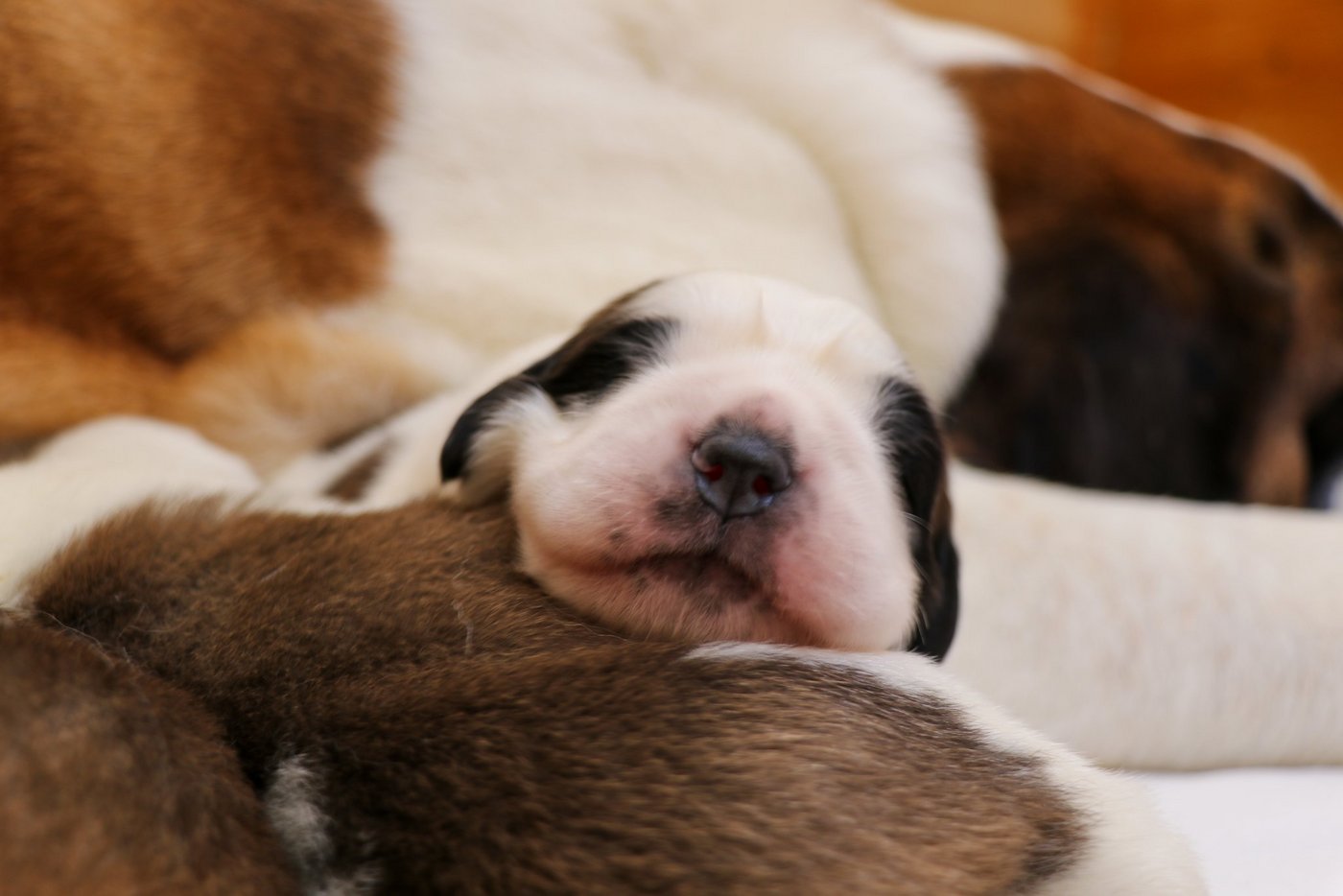 Um den 5. April herum ist es so weit: Ab dann sind die Bernhardiner-Welpen im Barryland in Martigny zu sehen. (Bild Fondation Barry)