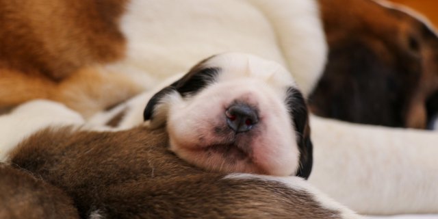Um den 5. April herum ist es so weit: Ab dann sind die Bernhardiner-Welpen im Barryland in Martigny zu sehen. (Bild Fondation Barry)