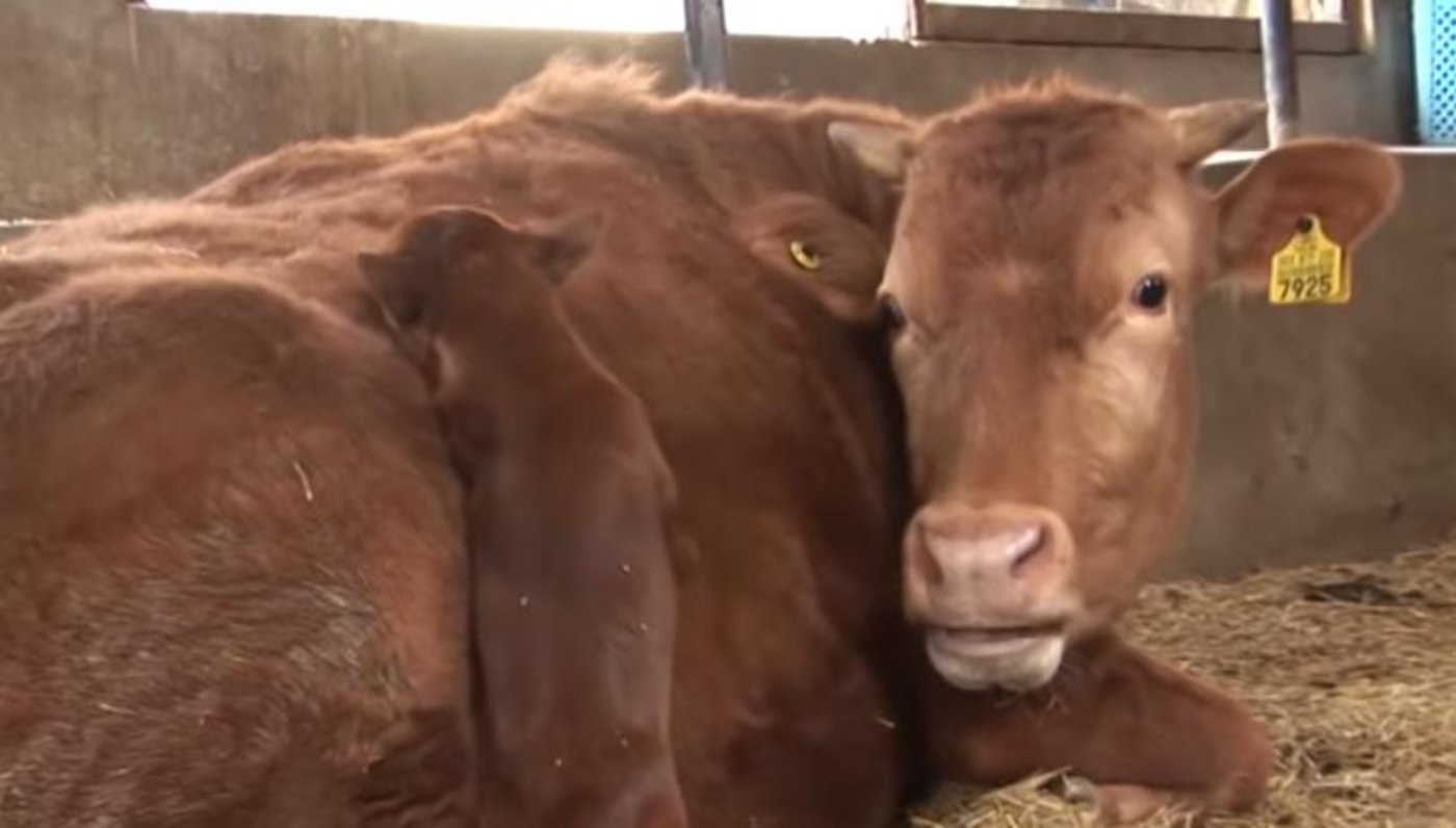 Hunde und Kühe können auch beste Freunde sein. (Bild Screenshot Youtube KritterKlub)