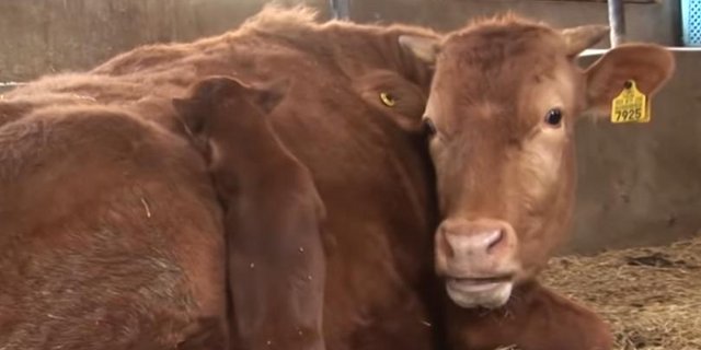 Hunde und Kühe können auch beste Freunde sein. (Bild Screenshot Youtube KritterKlub)