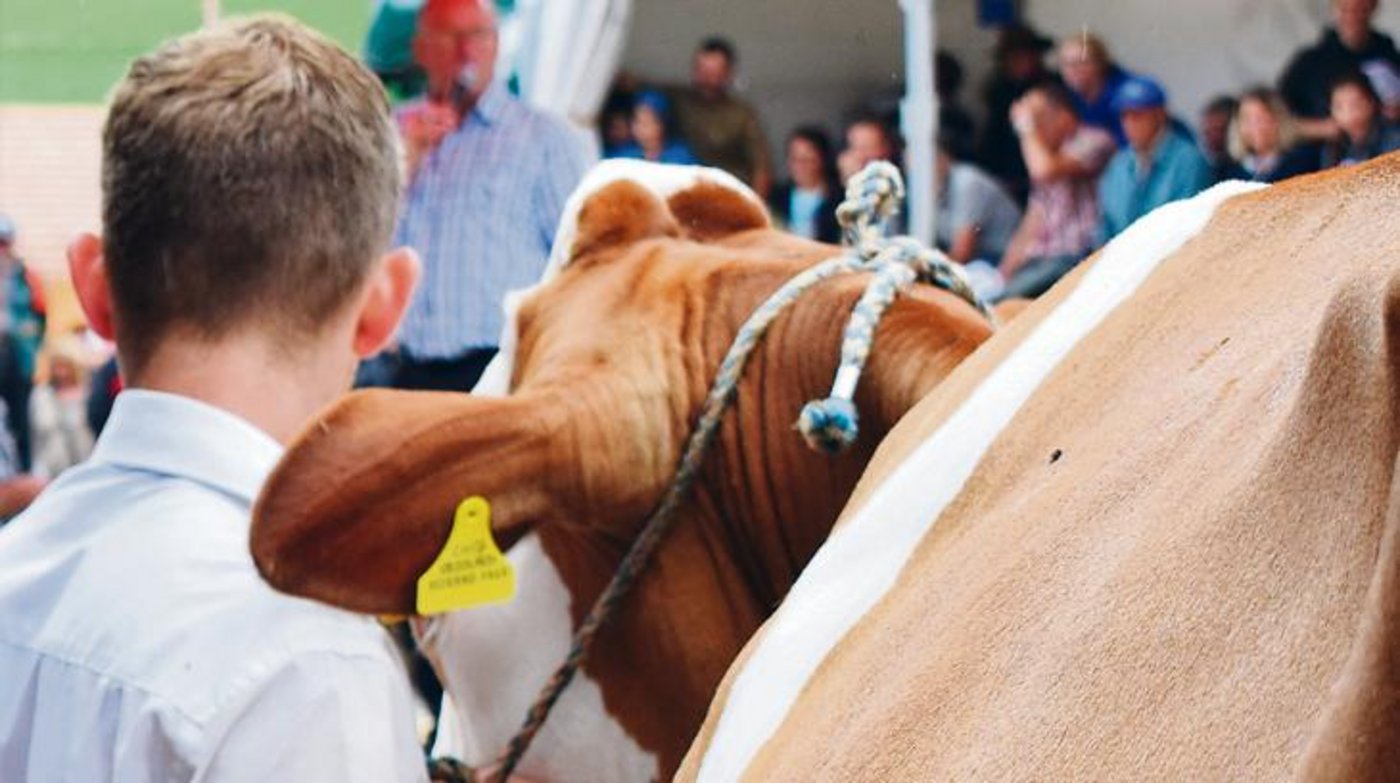 Werden Kühe im Ring öffentlich versteigert, herrscht zwar eine maximale Transparenz, dennoch lässt sich zwischen Ring und Stall noch Geld verdienen. (Bild dj)