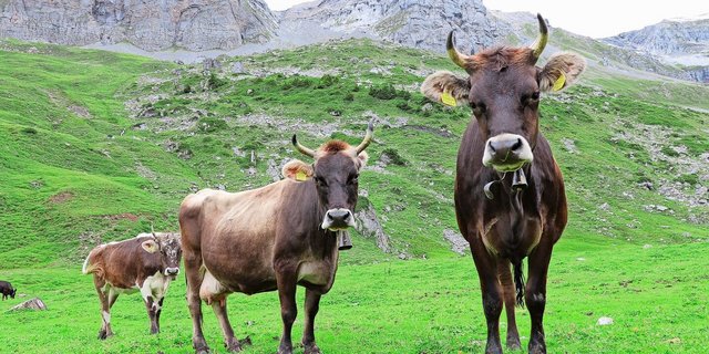 An Futter und Wasser herrscht heuer kein Mangel – knapp werden in manchen Regionen aber die Alptiere.
