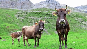 An Futter und Wasser herrscht heuer kein Mangel – knapp werden in manchen Regionen aber die Alptiere.