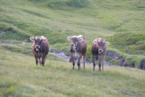 So wird BVD übertragen BVD wird leicht übertragen – besonders von lebenslänglich ansteckenden PI-Tieren. (Symbolbild BauZ)