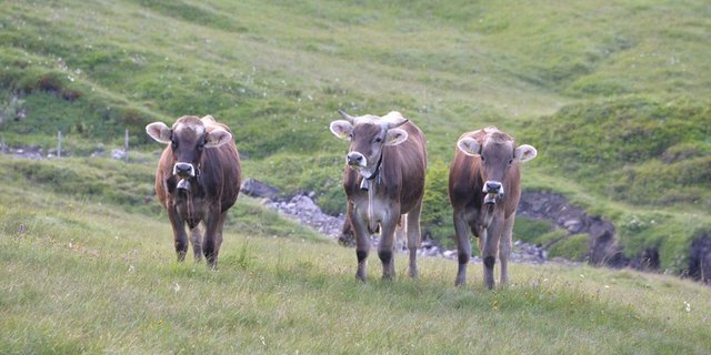 BVD wird leicht übertragen – besonders von lebenslänglich ansteckenden PI-Tieren. (Symbolbild BauZ)