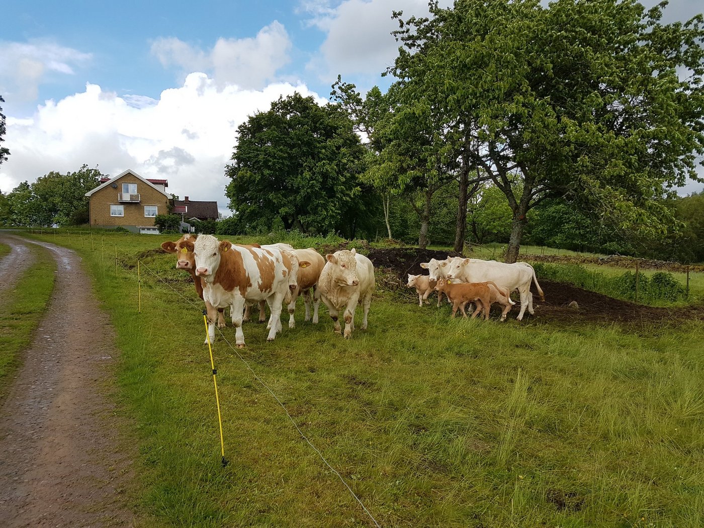 Gelder gibt es künftig nur noch gegen Umweltleistungen. Hier eine Rinderhaltung in Schweden. (Bild ji)
