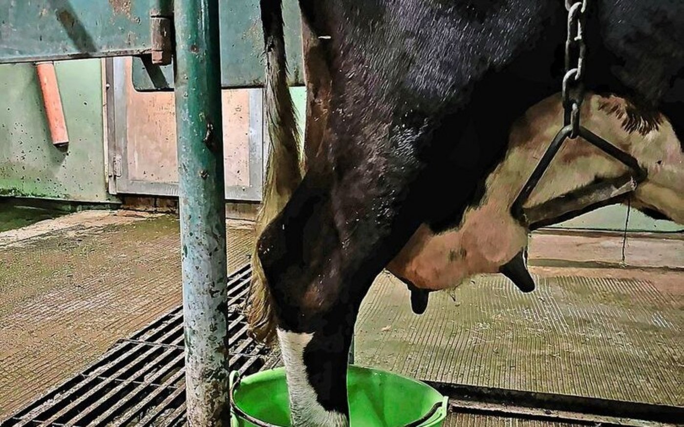 Die Pflege der an Blauzunge erkrankten Kühe ist zum Teil mit grossem Aufwand verbunden. Hier werden eiternde Klauen in Bädern gepflegt.