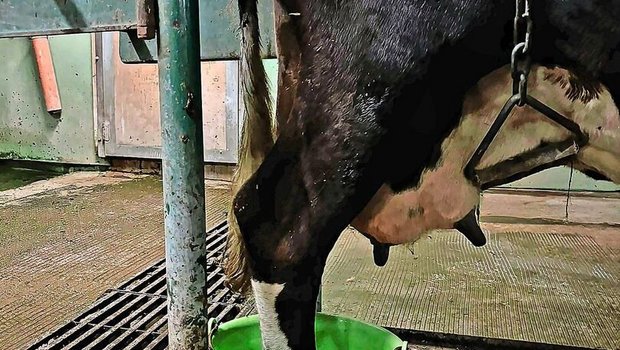 Die Pflege der an Blauzunge erkrankten Kühe ist zum Teil mit grossem Aufwand verbunden. Hier werden eiternde Klauen in Bädern gepflegt.