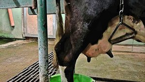 Die Pflege der an Blauzunge erkrankten Kühe ist zum Teil mit grossem Aufwand verbunden. Hier werden eiternde Klauen in Bädern gepflegt.