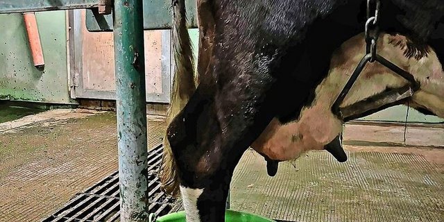 Die Pflege der an Blauzunge erkrankten Kühe ist zum Teil mit grossem Aufwand verbunden. Hier werden eiternde Klauen in Bädern gepflegt.