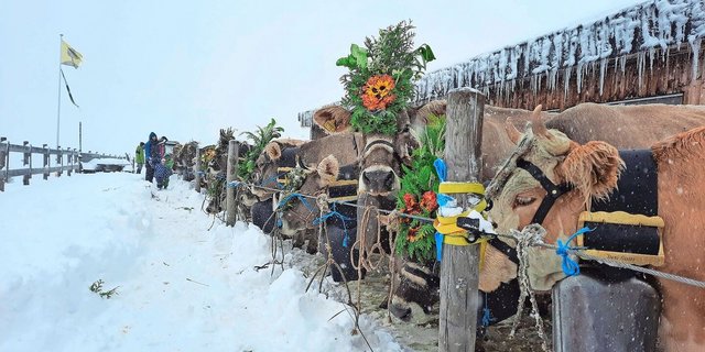 Bald geht es los: Zum Schmücken wurden alle Kühe vor dem Stall an eine Seilwinde gebunden.