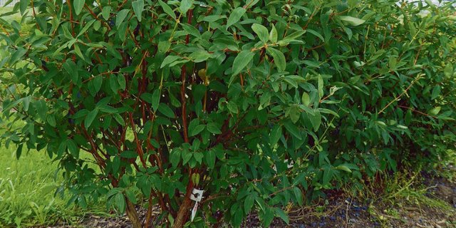 Die sehr frostharten Maibeeren mit den blauen Früchten sind auch als Honigbeeren oder Haskap bekannt. Ihr Anbau ist vor allem in Kanada verbreitet. (Bild Hagen Thoss, Strickhof)