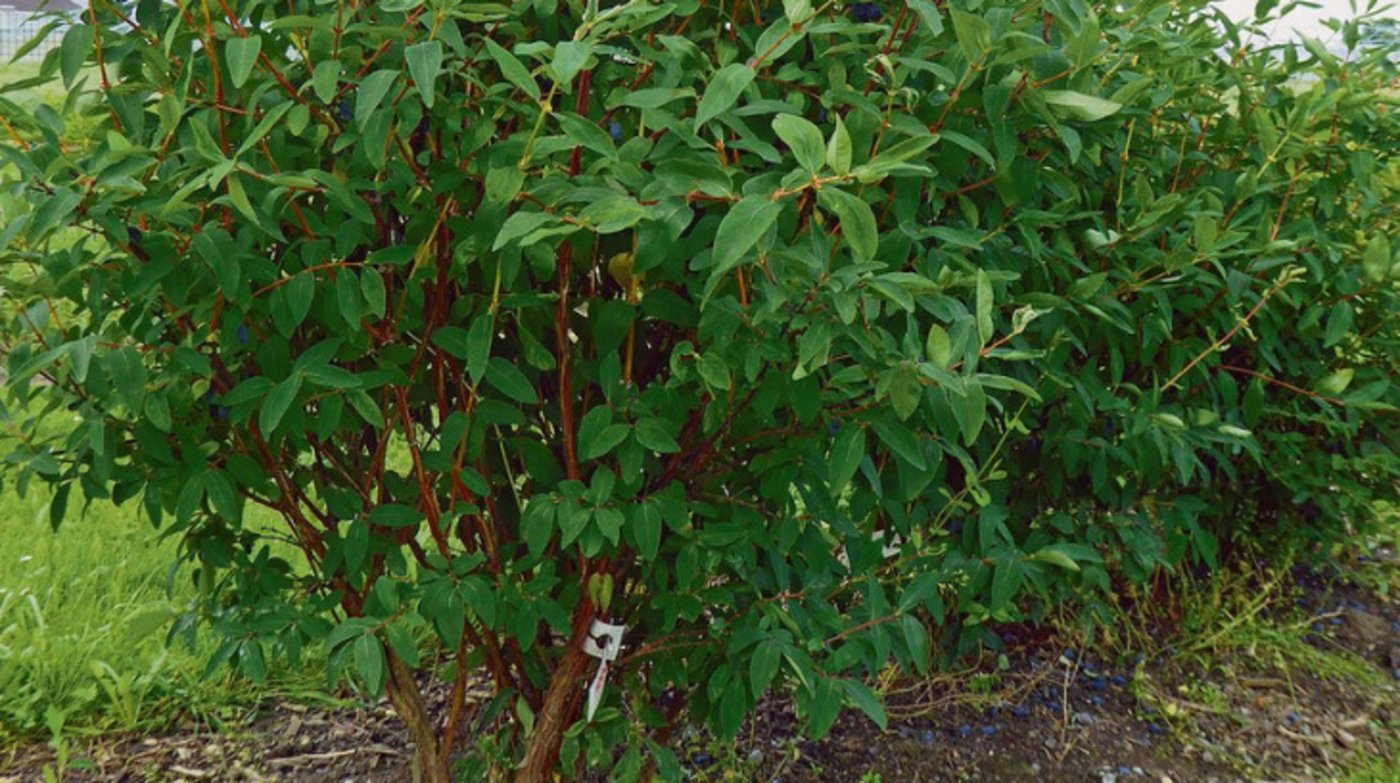 Die sehr frostharten Maibeeren mit den blauen Früchten sind auch als Honigbeeren oder Haskap bekannt. Ihr Anbau ist vor allem in Kanada verbreitet. (Bild Hagen Thoss, Strickhof)