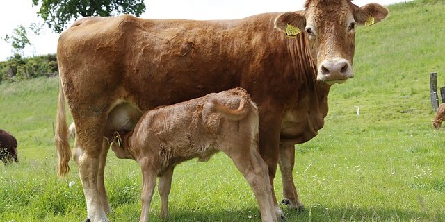 Mehr Direktzahlungen sollen in die Tierwohlförderung fliessen. (Bild Mutterkuh)