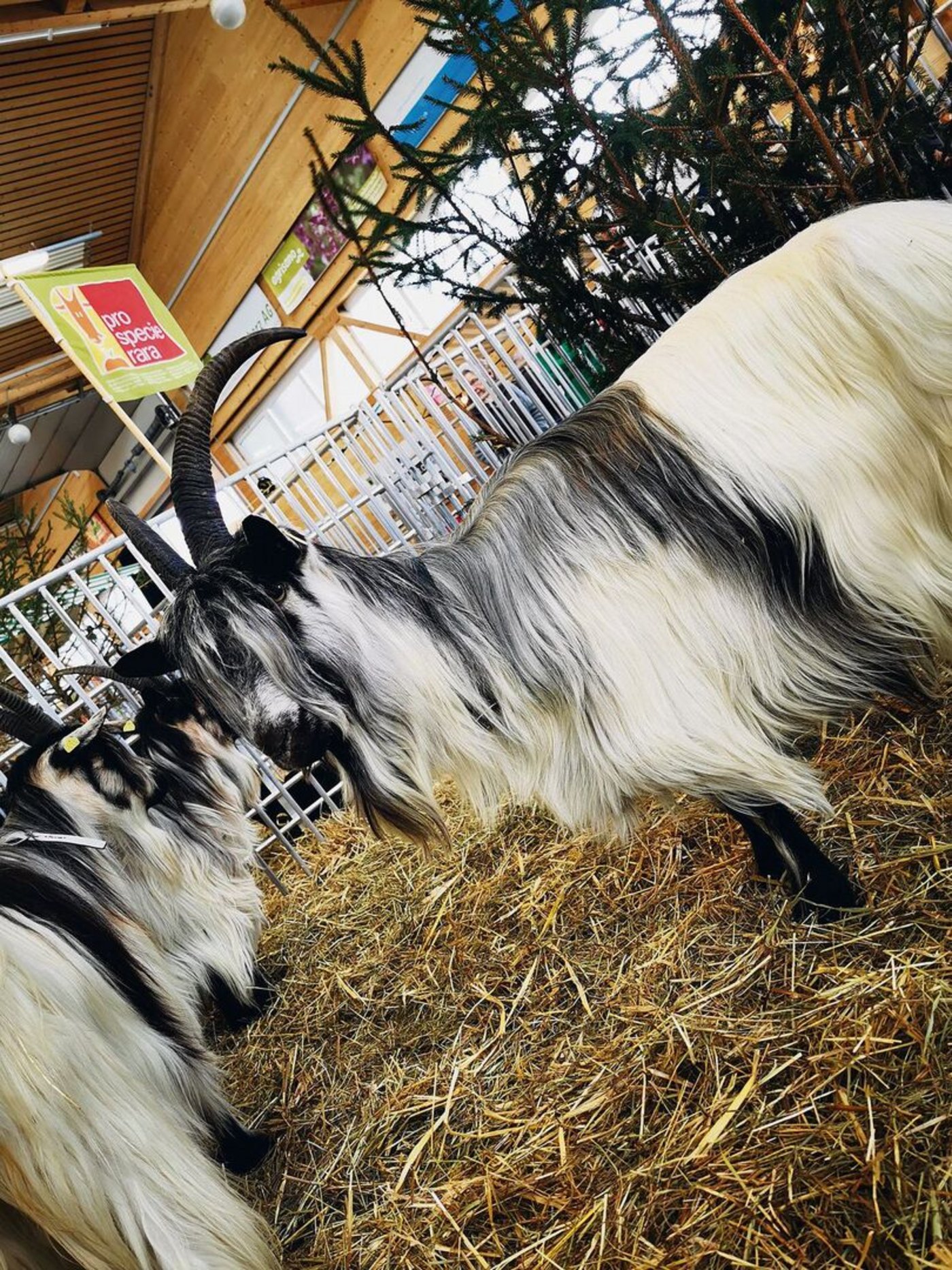 Pro-Specie-Rara-Rassen wie diese Grüenochte Geiss haben nicht nur wertvolle innere Werte mit fast ausgestorbenen Genen, sondern auch viel Charme.
