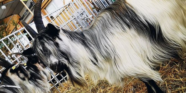 Pro-Specie-Rara-Rassen wie diese Grüenochte Geiss haben nicht nur wertvolle innere Werte mit fast ausgestorbenen Genen, sondern auch viel Charme.