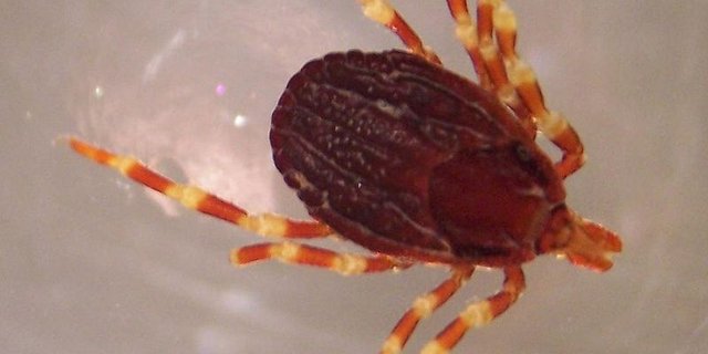 Dass die Hyalomma-Zecken für Menschen gefährliche Krankheiten übertragen, sei unwahrscheinlich. (Bild Wikipedia)