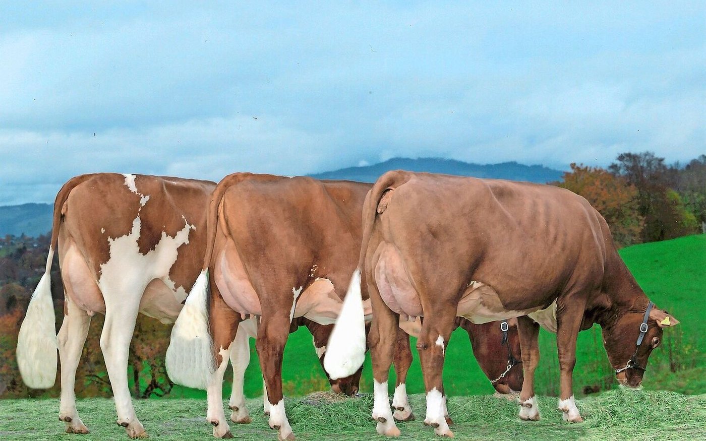 Drei Erstlings-Töchter vom Stier Elias aus dem Stall Zurbrügg: zwei mit 89 und eine mit 90 punktiert.