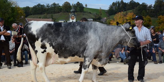 An der Jubiläumsschau in Huttwil BE erhielt die 20-jährige Kuh Aline eine Glocke. (Bild Simone Barth)