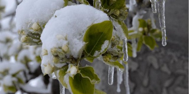 Frost und Schnee auf den Blüten führt zu Ernteausfällen. (Bild Aline Küenzi)