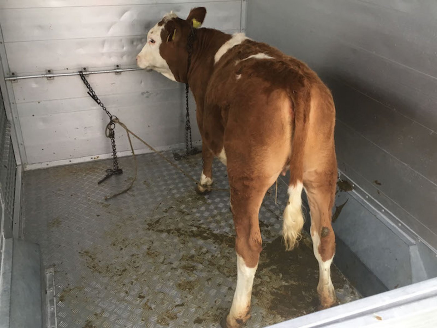 Die Kantonspolizei nahm 25 Tiertransporte unter die Lupe. (Bild Kapo TG)