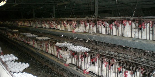 Mit einer App soll der aufmerksame Konsument in Zukunft checken können, ob ein Produkt Eier aus Käfighaltung enthält. (Bild: ITamar K.)