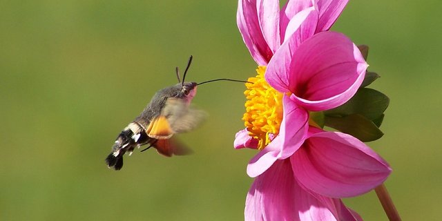 Laut einer Studie aus Deutschland nahm die Zahl der Fluginsekten zwischen 1989 und 2013 um 76 Prozent ab. (Bild Pixabay)