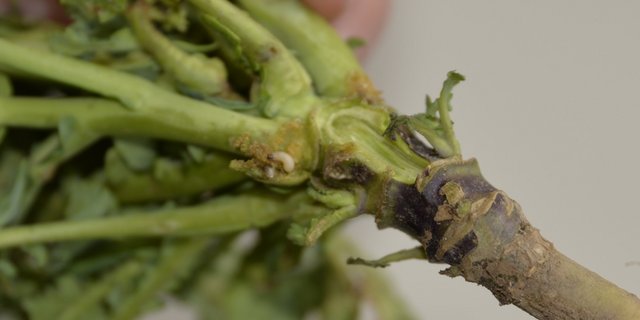 Die Larve des Rapserdflohs bohrt sich in den Stängel und wandert  in den Haupttrieb. Oft zerstört sie dort den Vegetationspunkt. (Bild: Katharina Scheuner)
