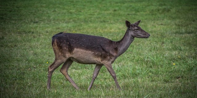 Die Unbekannten haben die Vollmondnacht vom 4. auf den 5. April für ihre Tat ausgenutzt, vermutet der Besitzer der Damhirsche. (Symbolbild Pixabay)