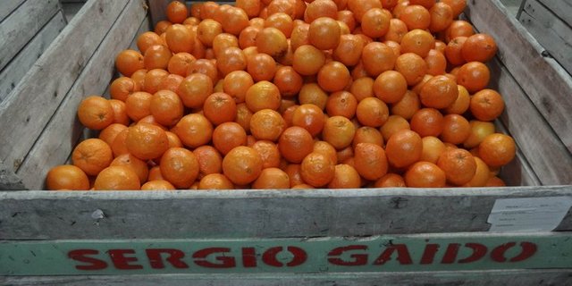 Orangen und Orangensaft-Importe aus Mercosur sollen auf ein Mininum beschränkt werden, fordern Copa-Cogeca. (Bild lid/mr)