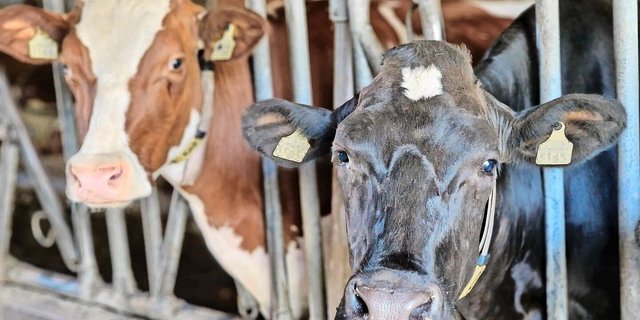 Neben Seuchen bietet eine Versicherung auch Schutz gegen weitere Krankheiten wie Botulismus bei den Kühen. 
