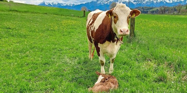 Neugeborene Kälber sind besonders anfällig und können sich über Nase, Maul und Nabel mit unzähligen Erregern infizieren. 