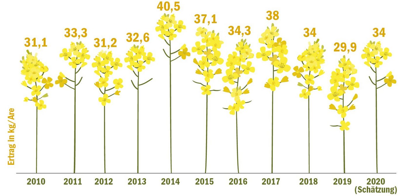 Der grösste Teil der Rapsernte ist eingefahren. Mit geschätzten 34 kg Ertrag je Are könnte die Ernte besser ausfallen als im vergangenen Jahr. (Grafik BauZ, Quelle Umfrage BauZ)