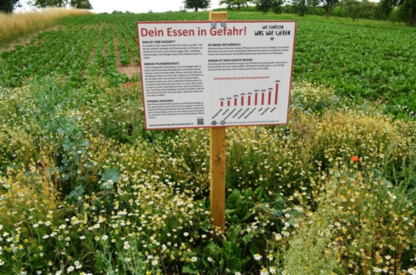 Eine Nullparzelle mit Tafel als abschreckendes Beispiel für Pflanzenschutz-Verzicht: Das goutierten die Biobauern nicht. (Bild zVg)