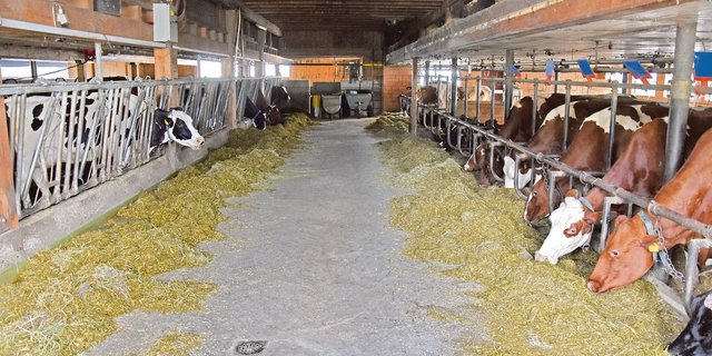 Niklaus Baumanns Kühe erhalten eine mit Mikroorganismen fermentierte Gras-Mais-Silage zu fressen. Diese fördert eine gesunde Darmflora. Daneben behandelt er seinen Stall täglich mit EM. (Bild Katrin Erfurt)