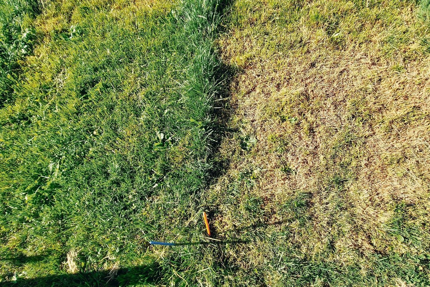Grosse Unterschiede beim Nachschiessen des Grases: Fläche links mit 7 cm, rechts mit 3 cm Schnitthöhe.