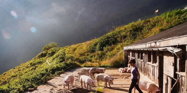 Von den ersten Molkeschweinen hat sich Marlene Kelnreiter bereits verabschiedet.