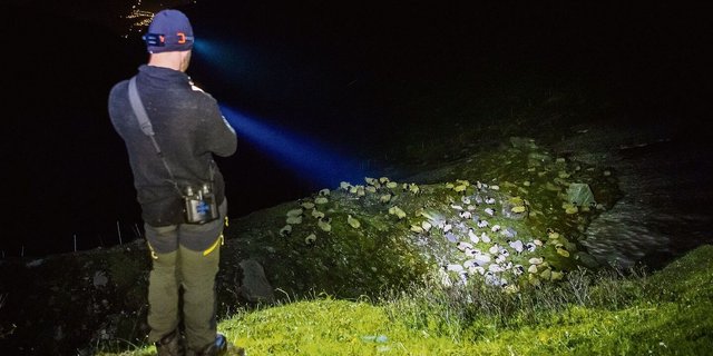Ein Schäfer bewacht die Schafe des Landwirts Yves Bruchez vor einem Wolfsangriff. Das Bild entstand am 28. Juli 2021 auf der Alp von La Corbassiere im Val de Bagnes (Wallis).