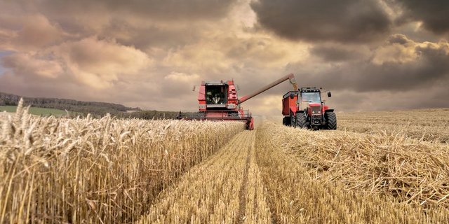 Die guten Erträge beim Getreide liessen 2017 die Erträge im Pflanzenbau um 6,8 Prozent gestiegen. (Bild chrisberic - stock.adobe.com)