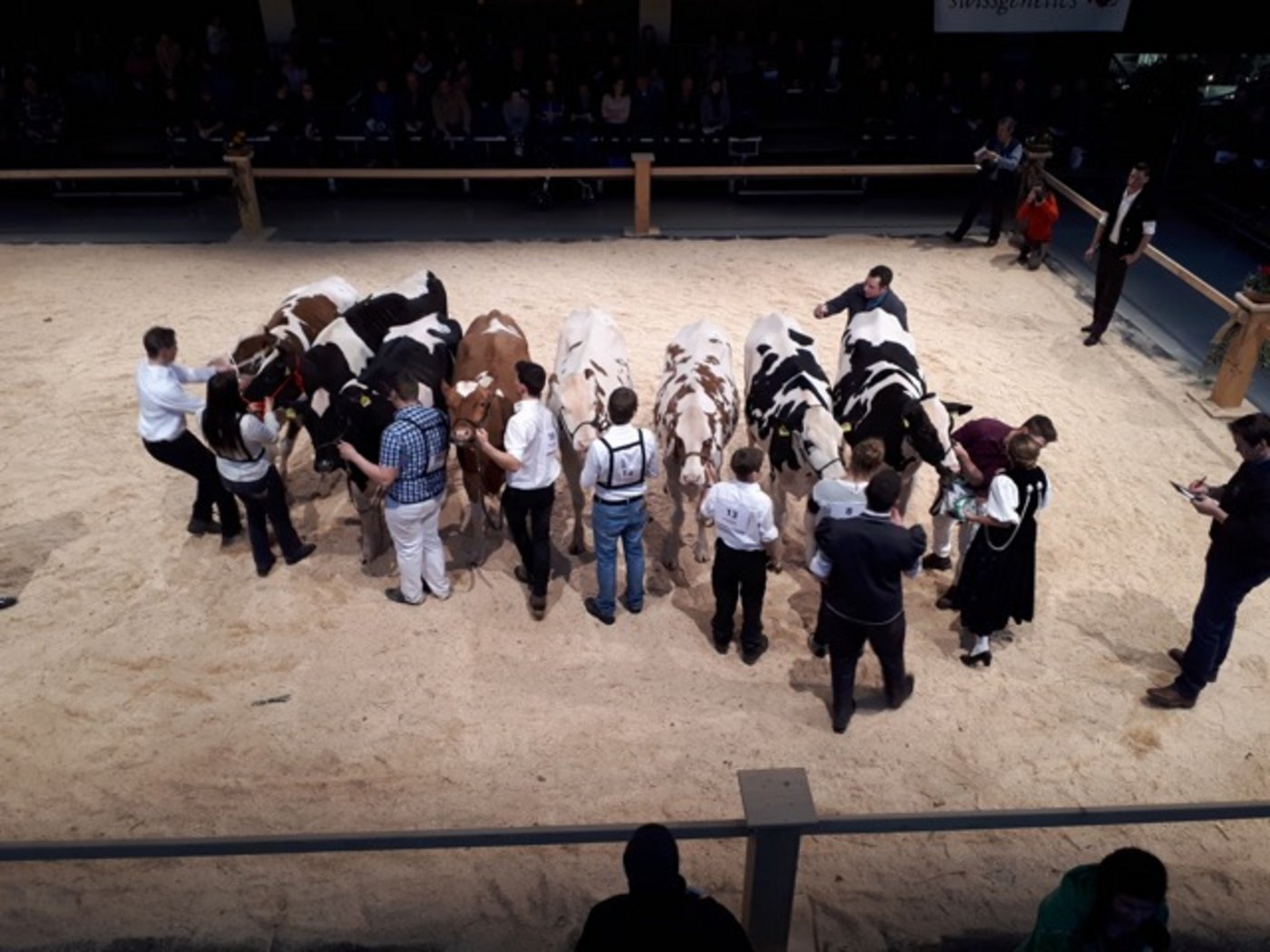 Die Emmentaler Starparde findet in der warmen Markthalle Burgdorf BE statt. (Bilder Simone Barth)
