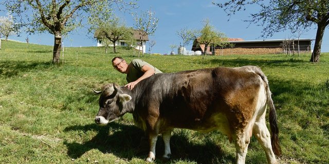 Markus Schwegler und seine Frau Claudia Meierhans haben bei der Betriebsübernahme von Milchkühen auf Mutterkühe umgestellt: «Emy-Lou war eine der ersten Kühe die 2015 auf den Katzhof zügelte. Sie ist die gute Seele der Herde.», sagt der Betriebsleiter. (Bild akr)
