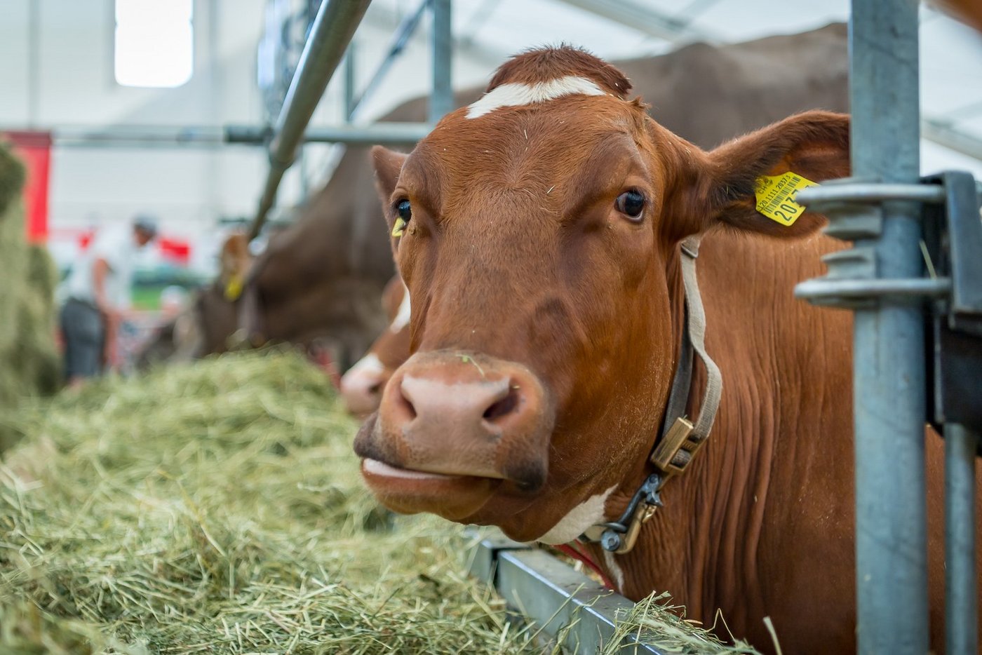 Der Luga-Bauernhof lädt zur Besichtigung ein. (Bild Luga)
