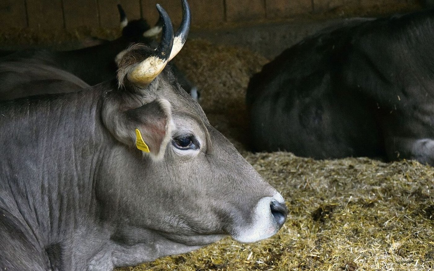 Für einen besseren Kuhkomfort sollten die Liegeflächen ausreichend gross, weich und trocken sein. Konkret bedeutet dies, dass man sich mit den Knien auf die Liegefläche fallen lassen kann, ohne dass einem anschliessend die Knie wehtun oder die Hose feucht ist.