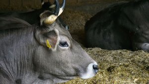 Für einen besseren Kuhkomfort sollten die Liegeflächen ausreichend gross, weich und trocken sein. Konkret bedeutet dies, dass man sich mit den Knien auf die Liegefläche fallen lassen kann, ohne dass einem anschliessend die Knie wehtun oder die Hose feucht ist.