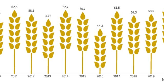 Nach einer Umfrage der BauernZeitung bei den Getreidesammelstellen zeigt sich: 2020 ist ein Top-Jahr für Weizen. Im Vergleich zum letzten Jahr fällt die Ernte mit durchschnittlich 68 kg pro Are um knapp 10 kg/Are höher aus. (Grafik Nicole Geiser, Quellen Agristat/Umfrage BauZ)