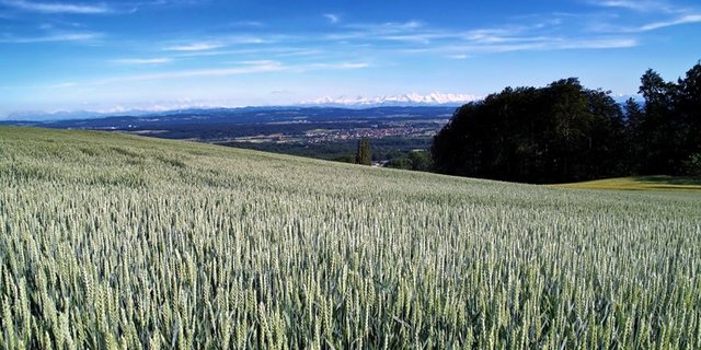 Es gibt immer mehr grosse Betriebe: 2018 entfielen auf die Betriebe mit mehr als 30 Hektaren 47% der landwirtschaftlichen Nutzfläche (496 100 ha). Zum Vergleich: 1980 waren es 14%. (Bild Pixabay)
