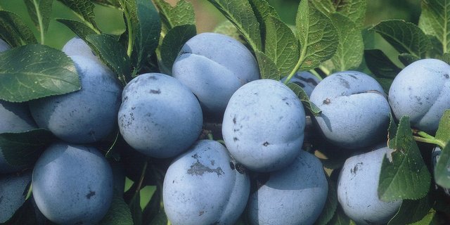 Auf über 322 Hektaren werden in der Schweiz Zwetschgen angebaut. (Bild zVg)