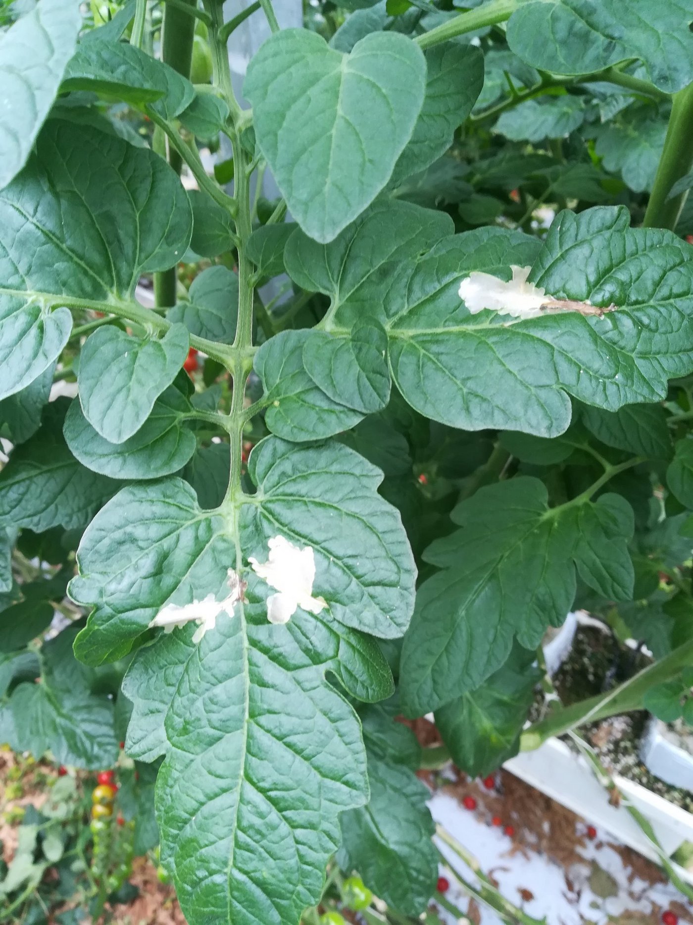 Durch ihren Frass (typische Miniergänge) kann die Tomaten-Miniermotte einen Totalausfall bei den Tomaten hervorrufen. (Bilder Heike Scholz-Döbelin, Landwirtschaftskammer NRW)
