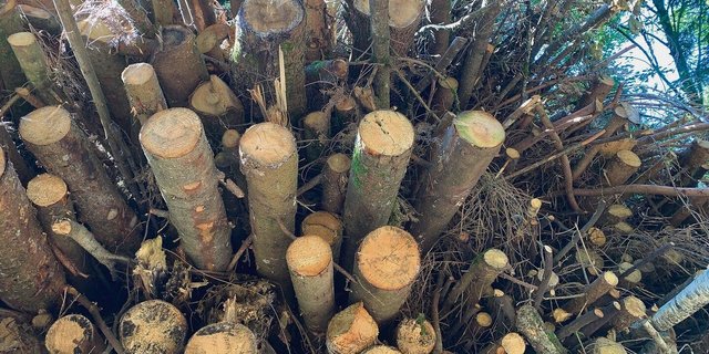 Jeder Asthaufen kann wärmen. Dieser grosse Haufen wird zu Schnitzeln gehackt und kann kaum geklaut werden. Diebstahl von Spälten aus dem Wald nimmt aber zu.