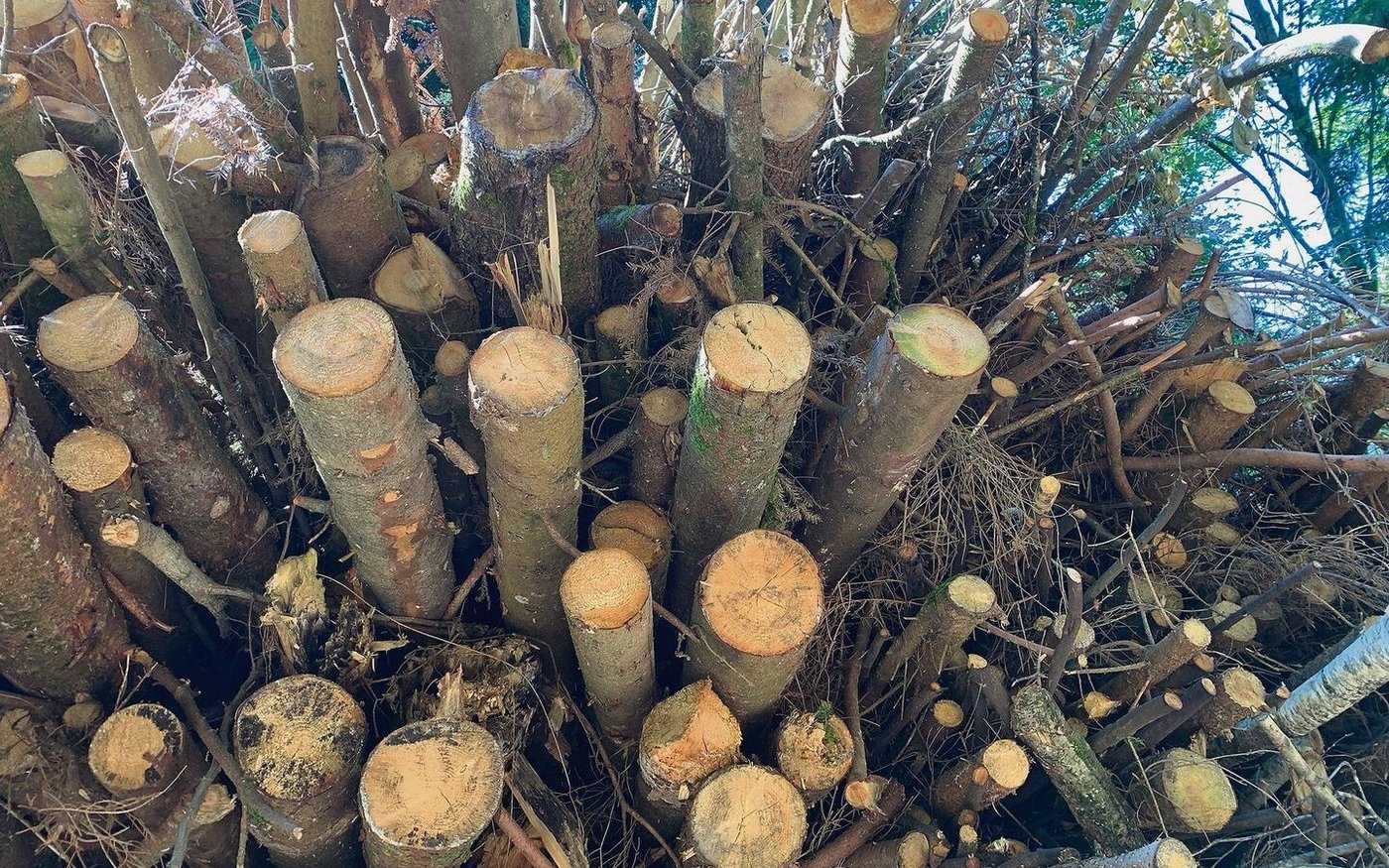 Jeder Asthaufen kann wärmen. Dieser grosse Haufen wird zu Schnitzeln gehackt und kann kaum geklaut werden. Diebstahl von Spälten aus dem Wald nimmt aber zu.